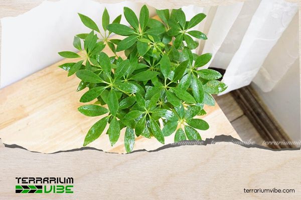 Ngũ Gia Bì (Xuyên Gia Bì) có dạng bụi hoặc thân gỗ nhỏ