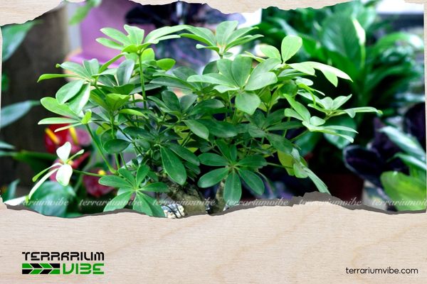 Cây Ngũ Gia Bì mang ý nghĩa về công danh thuận lợi, cân bằng ngũ hành