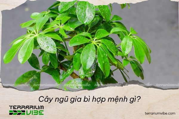 Cây Ngũ Gia Bì hợp mệnh gì?