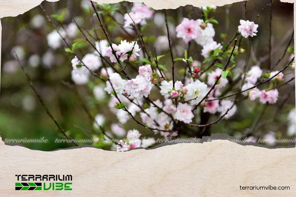 Cây nhất chi mai thường có thân màu nâu đen, nụ hoa ban đầu có sắc đỏ, sau đó chuyển dần sang trắng