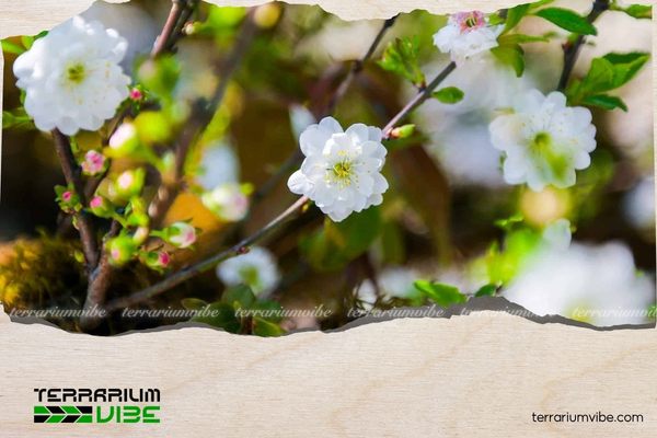 Cây nhất chi mai hợp mệnh Kim, Thủy, Mộc
