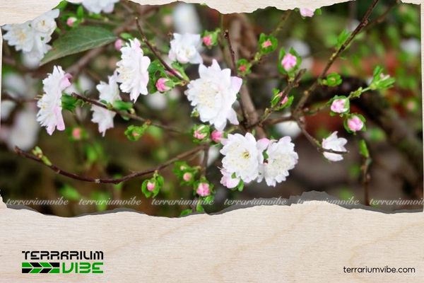 Cây nhất chi mai mang biểu tượng của sự bền bỉ, may mắn, bình an