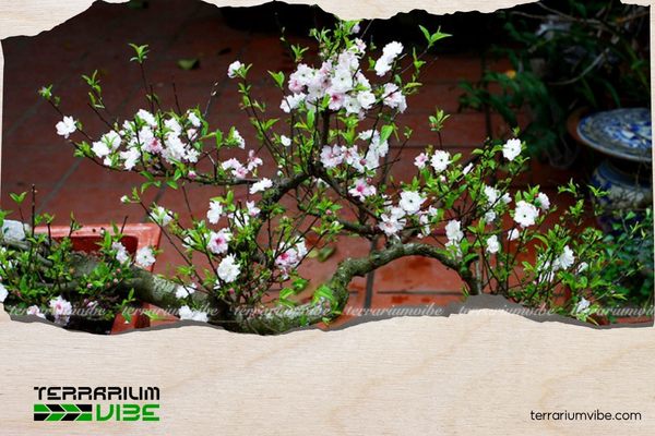 Nên đặt nhất chi mai ở phòng khách, sảnh nhà