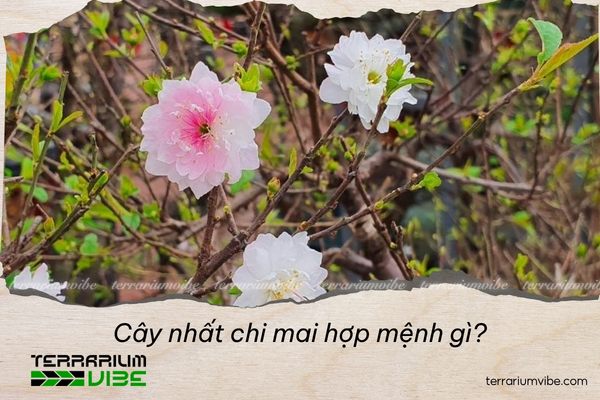cây nhất chi mai hợp mệnh gì