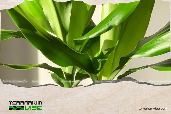 Cây phát tài hợp mệnh gì? Cách chọn cây theo phong thủy 2 Cây phát tài hợp mệnh Mộc, Hỏa