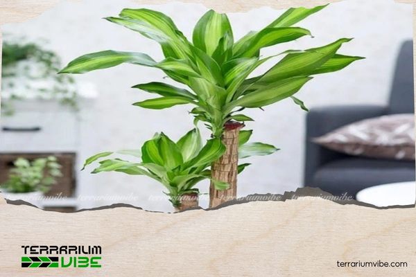 Cây phát tài hợp mệnh gì? Cách chọn cây theo phong thủy 3 Đặt cây phát tài ở phòng khách, bàn làm việc để hợp phong thủy