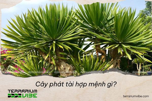 Cây phát tài hợp mệnh gì