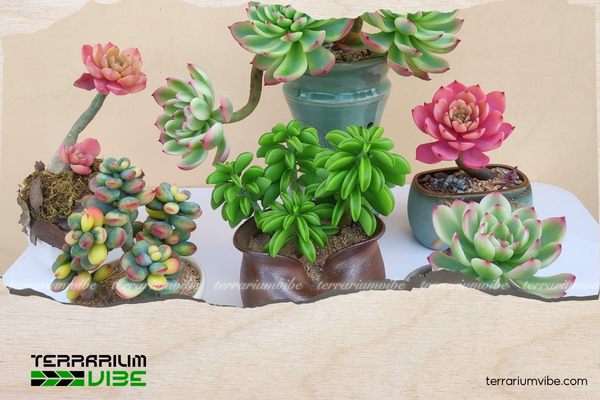 Sen đá có kích thước nhỏ, căng mọng xếp thành hình hoa thị giống đài sen