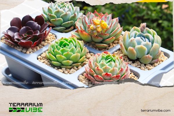 Cây sen đá hợp mệnh Mộc, Hỏa, Thổ, Kim