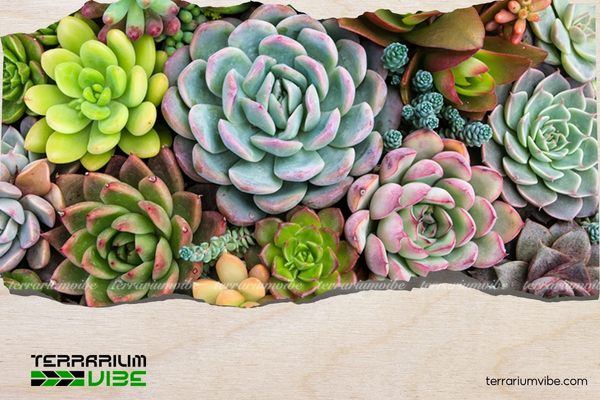 Sen đá mang ý nghĩa phong thủy tượng trưng cho may mắn và tài lộc, tình cảm lâu dài