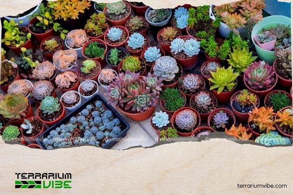 Bí quyết chăm sen đá khỏe đẹp quanh năm