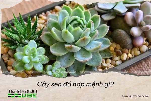 Cây sen đá hợp mệnh gì