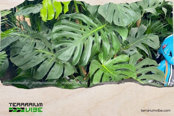Trầu bà lá xẻ tạo điểm nhấn cho không gian sống, thu hút năng lượng tốt