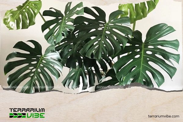Cây trầu bà lá xẻ hợp mệnh Mộc, Hỏa