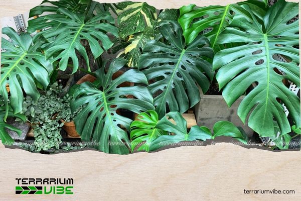 Nên đặt trầu bà lá xé ở sảnh hoặc hành lang, bàn làm việc để chiêu tài lộc, may mắn