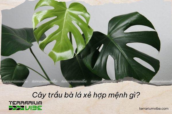 Cây trầu bà lá xẻ hợp mệnh gì