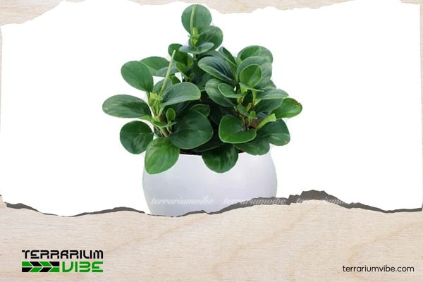 Cây trường sinh có nguồn gốc từ khu vực nhiệt đới ở Mexico