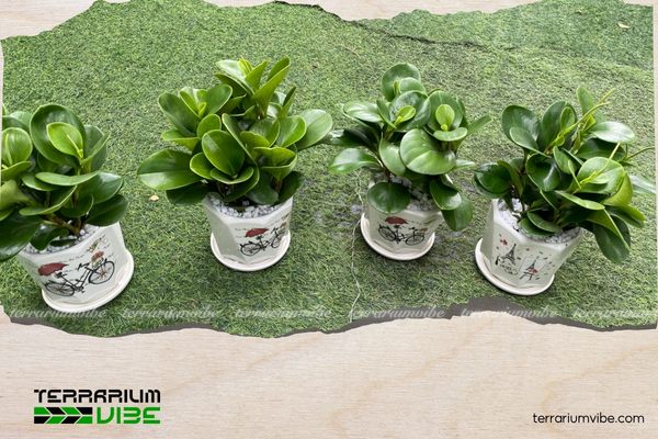 Cây trường sinh lá dày và mọng nước, sinh trưởng quanh năm
