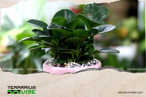 Cây trường sinh hợp mệnh Mộc, Hỏa
