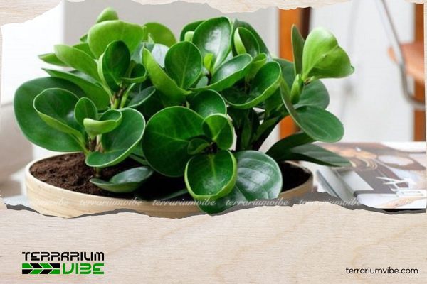 Cây trường sinh mang đến may mắn, tài lộc và sự trường thọ