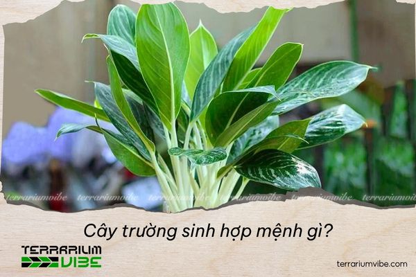Cây trường sinh hợp mệnh gì