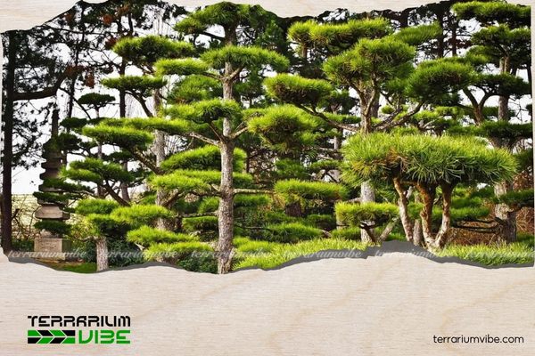 Cây tùng la hán là loại cây thân gỗ, thường được tạo dáng bonsai