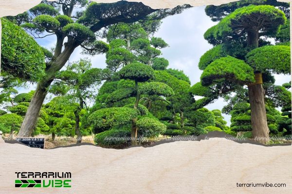 Cây tùng la hán hợp mệnh thủy, mộc