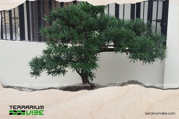 Tùng la hán mang ý nghĩa cho sức sống bền bỉ và sự thịnh vượng