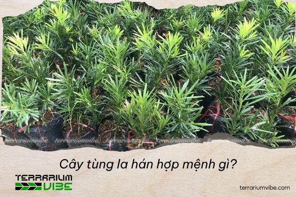 Cây tùng la hán hợp mệnh gì?