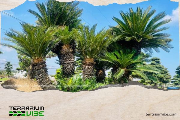 Vạn tuế thuộc họ Thiên tuế, có dạng hình trụ, bề mặt sần nhẹ