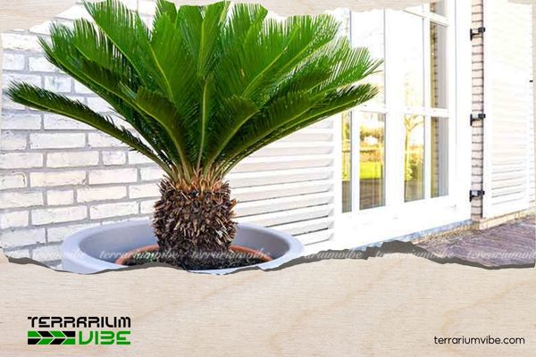 Những vị trí đặt cây vạn tuế phù hợp gồm trước sân, đại sảnh, hành lang rộng để thu hút vận khí tốt