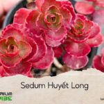 sedum huyết long