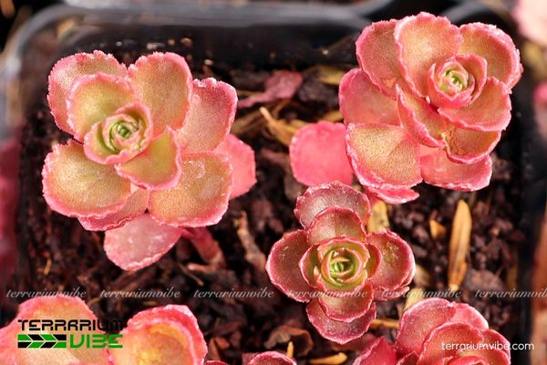 Môi trường sống tự nhiên khô thoáng giúp Sedum Huyết Long có khả năng chịu hạn