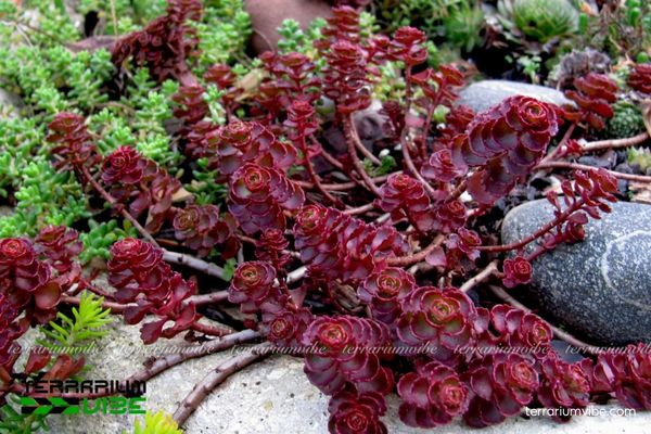 Sedum Huyết Long nổi bật với sắc lá đỏ, phù hợp với nhiều bố cục terrarium