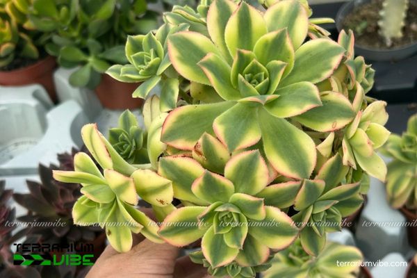Sen Đá 3 Màu 1 Tìm hiểu đặc điểm hình dáng sinh học của Sen Đá 3 Màu