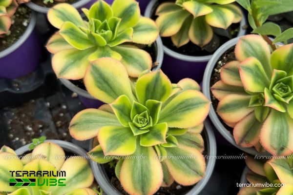 Sen Đá 3 Màu 2 Sen Đá 3 Màu sống trên các sườn đồi đá khô ráo, nhiều ánh sáng