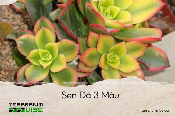 Sen Đá 3 Màu
