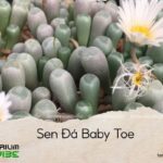 sen đá baby toe
