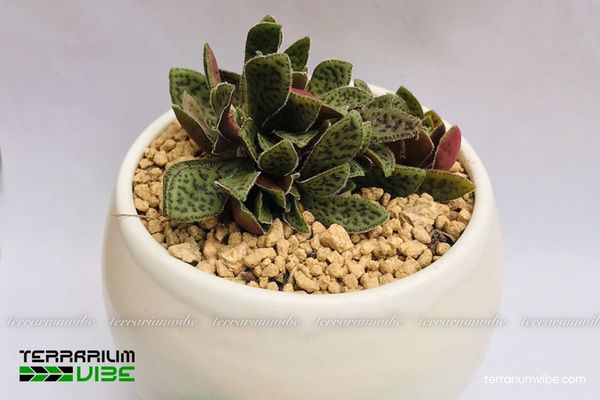 Sen Đá Cỏ Tím 1 Đặc điểm hình thái sinh học của cây Sen Đá Cỏ Tím