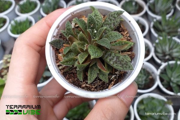 Sen Đá Cỏ Tím 2 Sen Đá Cỏ Tím thường mọc ở khe đá và nền đất khô, thoát nước nhanh