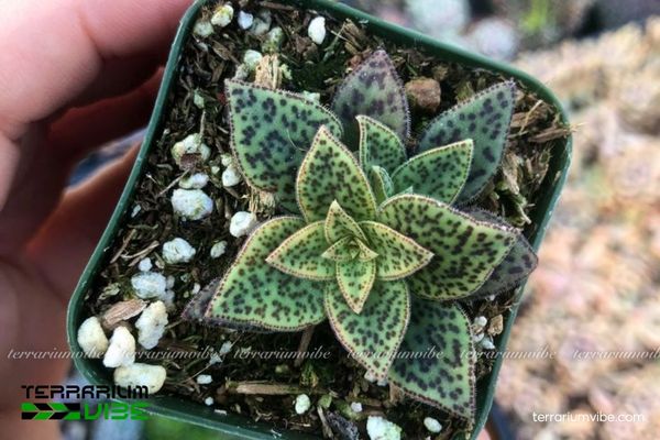 Sen Đá Cỏ Tím 3 Sen Đá Cỏ Tím phù hợp với terrarium mở hoặc bán mở, kết hợp các loài cây thủy sinh