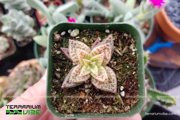 Sen Đá Cỏ Tím 4 Các yếu tố môi trường cần thiết chăm cây Sen Đá Cỏ Tím