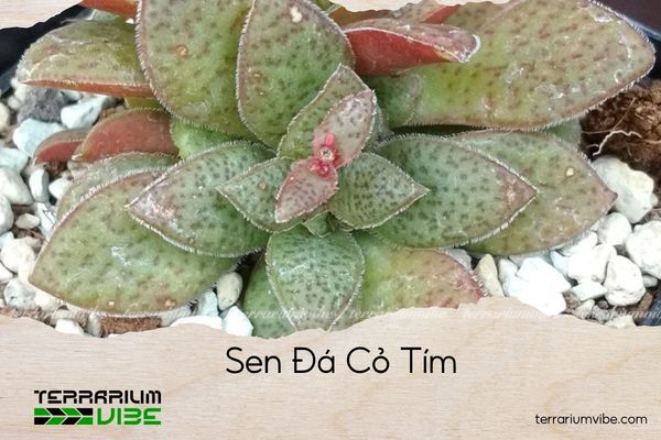 Sen Đá Cỏ Tím