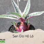 sen đá hồ lô