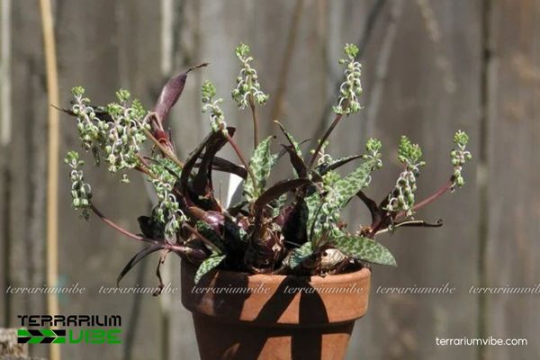 Gợi ý bố cục terrarium cho Sen Đá Hồ Lô kết hợp rêu và các loài cây nhỏ