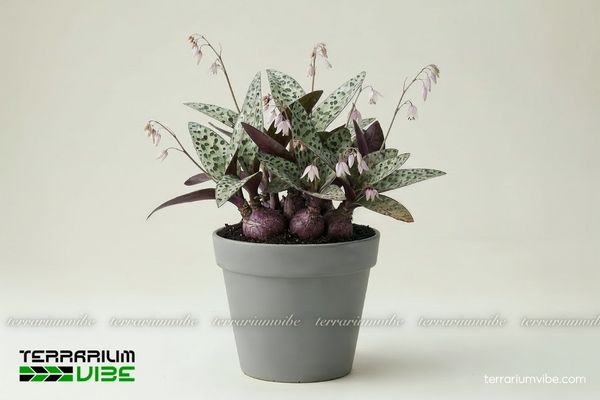 Cách chăm sóc cơ bản Sen Đá Hồ Lô trong terrarium