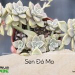 sen đá ma