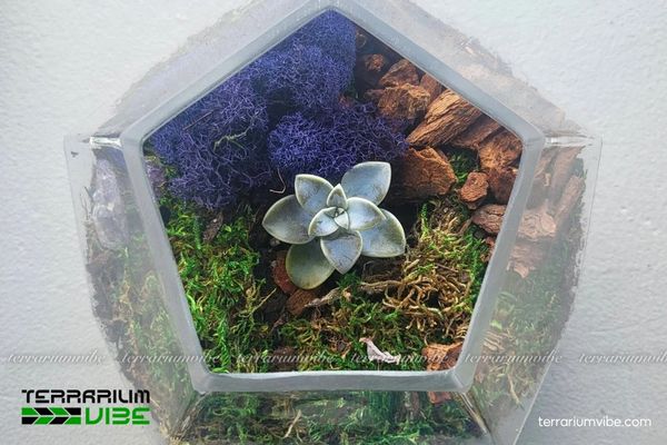 Sen Đá Ma 3 Sen Đá Ma phù hợp terrarium mở, kết hợp sỏi, đá tự nhiên để tạo bố cục khô thoáng