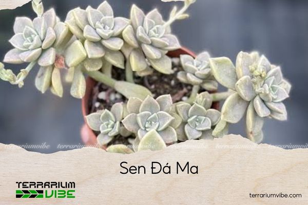 sen-da-ma sen đá ma
