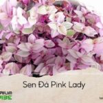 sen đá pink lady